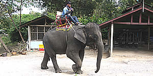 Elephant Village Hua Hin